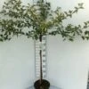 Japansk Paradisæble 'Tina' Malus Toringo 'Tina' Opstammet 80 Cm. 7,5 Liter Potte