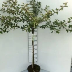 Japansk Paradisæble 'Tina' Malus Toringo 'Tina' Opstammet 80 Cm. 7,5 Liter Potte