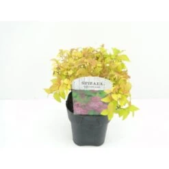 Spiræa 'Goldflame' Spiraea Japonica 'Goldflame' Potte 2,0 Liter,- 25-30 Cm.