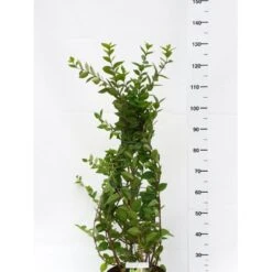 Busk-kaprifolie Lonicera Fragrantissima Potte 10 Liter,- 60-80 Cm.