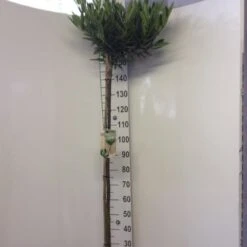 Kirsebærlaurbær 'Otto Luyken' Prunus Laurocerasus 'Otto Luyken' Opstammet 150 Cm. 10 Liter Potte,- 2 års Krone