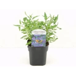 Blåskæg 'Heavenly Blue' Caryopteris Clandonensis 'Heavenly Blue' Potte 2,0 Liter,- 30-40 Cm.