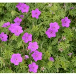 Storkenæb 'Tiny Monster' Geranium Hybrid 'Tiny Monster' 10 Cm. Potte