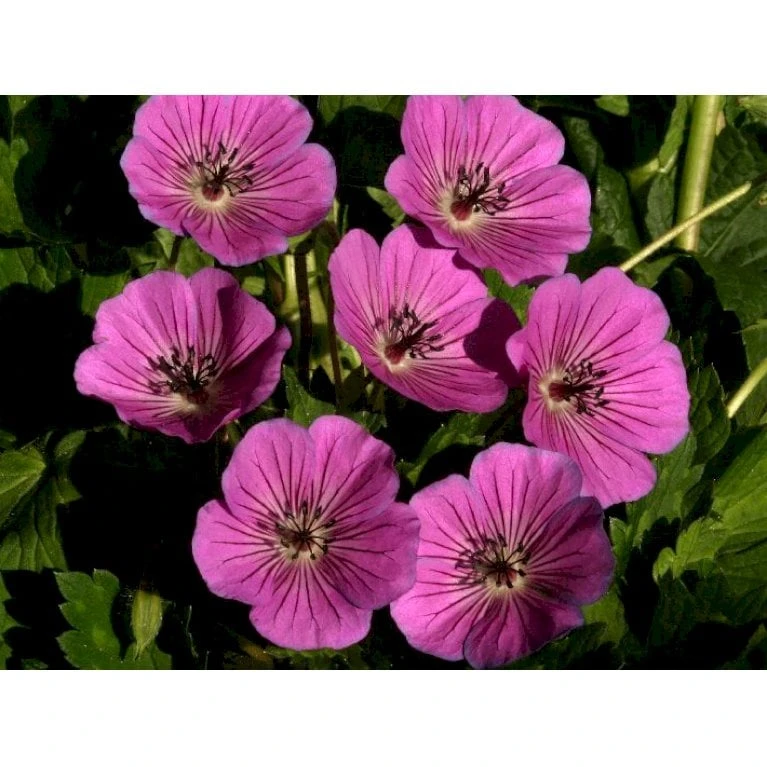 Storkenæb 'Pink Penny' Geranium Hybrid 'Pink Penny' 1 Liter Potte