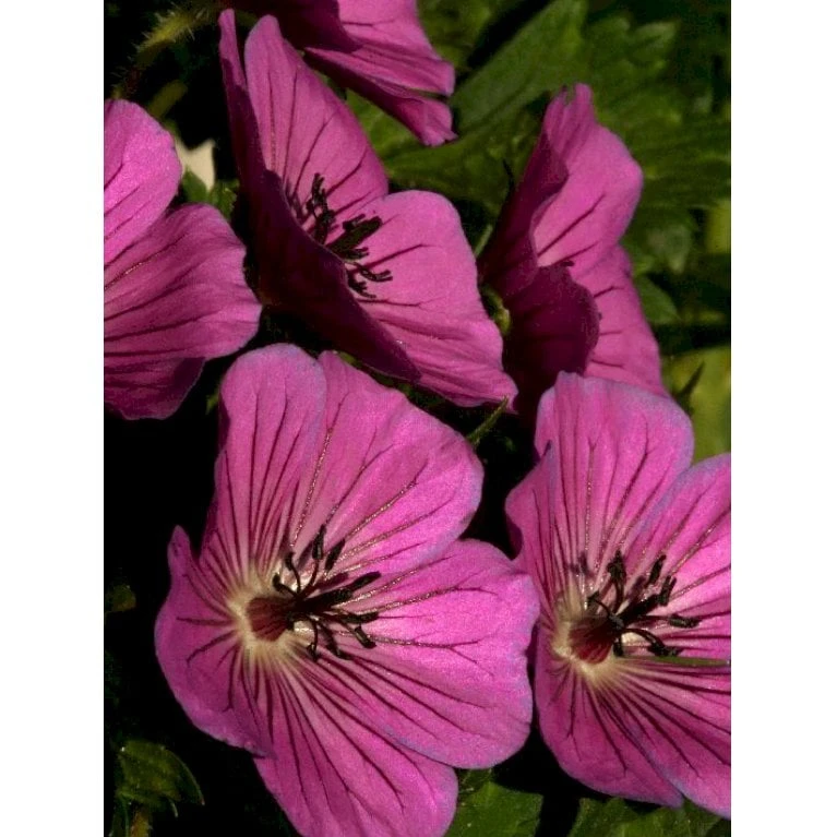 Storkenæb 'Pink Penny' Geranium Hybrid 'Pink Penny' 1 Liter Potte - Billede 3