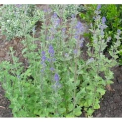 Blåkant 'Kit Cat' Nepeta Faassnii 'Kit Cat' 10 Cm. Potte