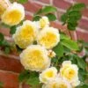 'The Pilgrim' Rosa X 'The Pilgrim' (Engelsk Rose) A-Kvalitet,- Barrods Roser Min. 3 Grene