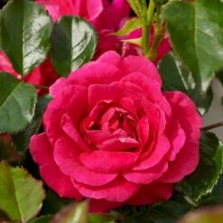 'Avila'™ Rosa X 'Avila'™ (Slotsrose) A-Kvalitet,- Barrods Roser Min. 3 Grene