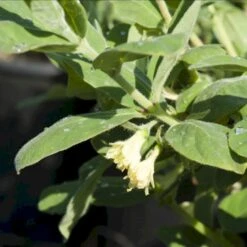 Majbær/Honningbær Lonicera Kamtschatica Potte 2,0 Liter,- Opbundet