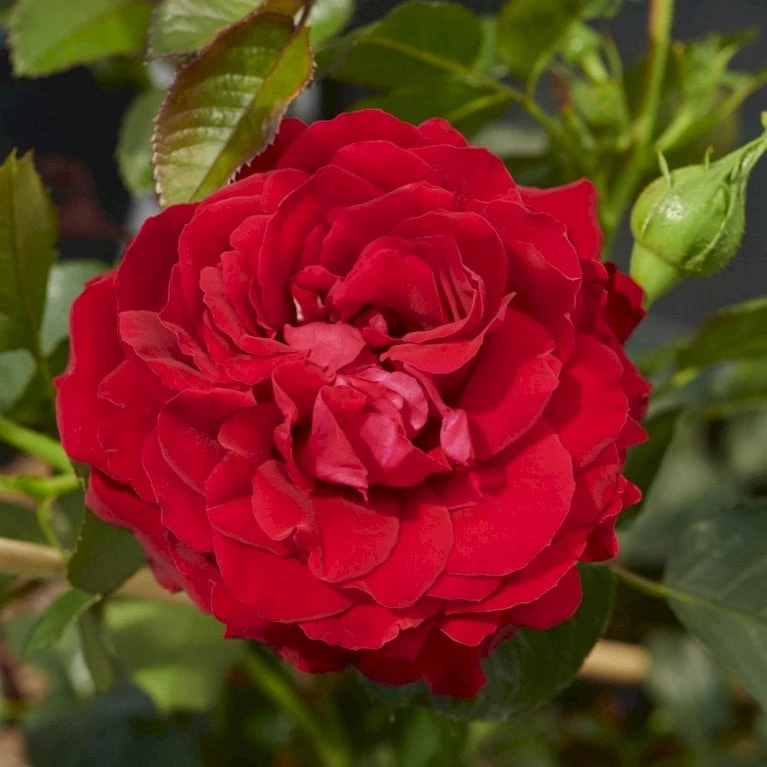 'Grand Award'™ Rosa X 'Grand Award'™ (Slyngrose) A-Kvalitet,- Barrods Roser Min. 3 Grene