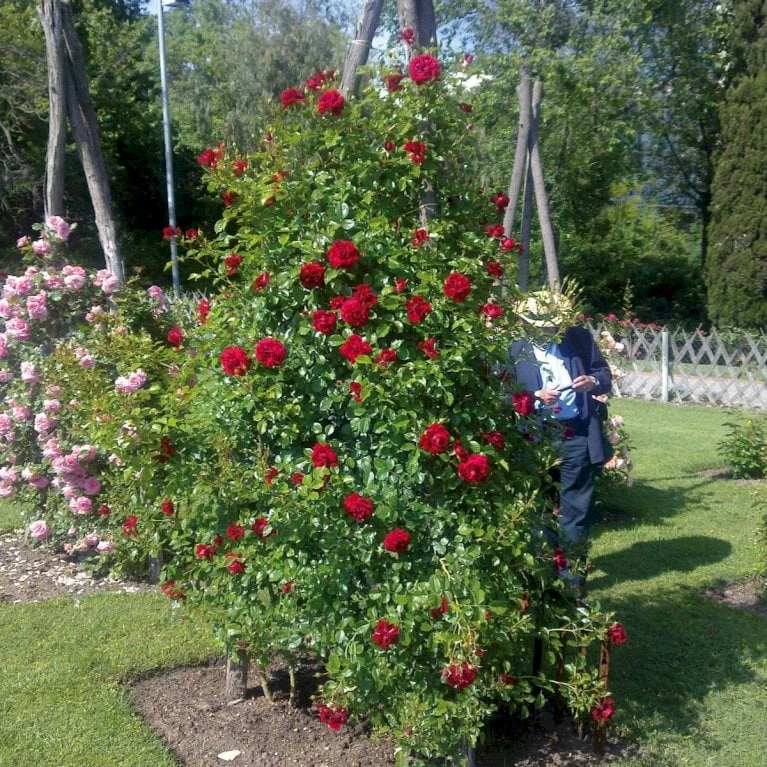 'Grand Award'™ Rosa X 'Grand Award'™ (Slyngrose) A-Kvalitet,- Barrods Roser Min. 3 Grene - Billede 3