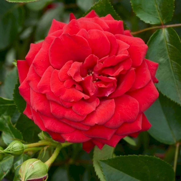 'Grand Award'™ Rosa X 'Grand Award'™ (Slyngrose) A-Kvalitet,- Barrods Roser Min. 3 Grene - Billede 4