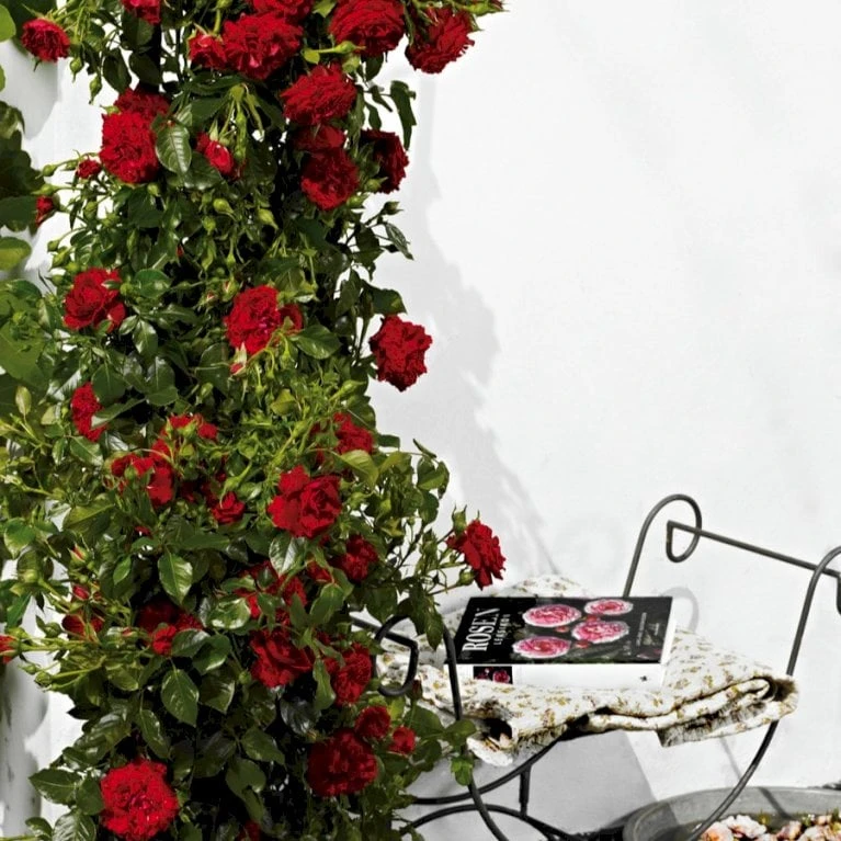 'Grand Award'™ Rosa X 'Grand Award'™ (Slyngrose) A-Kvalitet,- Barrods Roser Min. 3 Grene - Billede 6