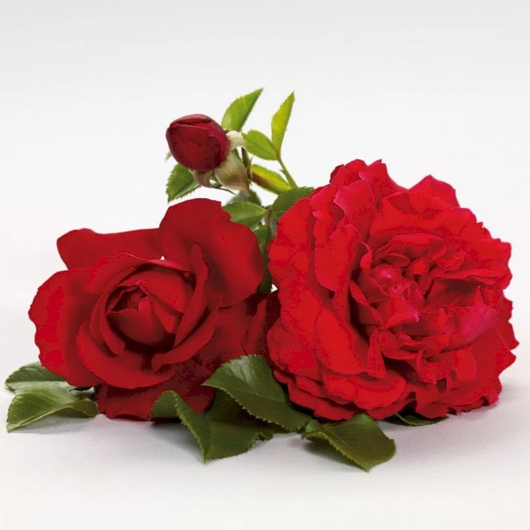 'Grand Award'™ Rosa X 'Grand Award'™ (Slyngrose) A-Kvalitet,- Barrods Roser Min. 3 Grene - Billede 7