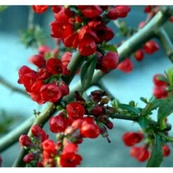 Japansk Kvæde Chaenomeles Japonica Solitær Busk 100-150 Cm. Med Klump