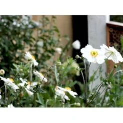 Høstanemone 'Andrea Atkinson' Anemone Japonica-hybrid 'Andrea Atkinson' 1 Liter Potte