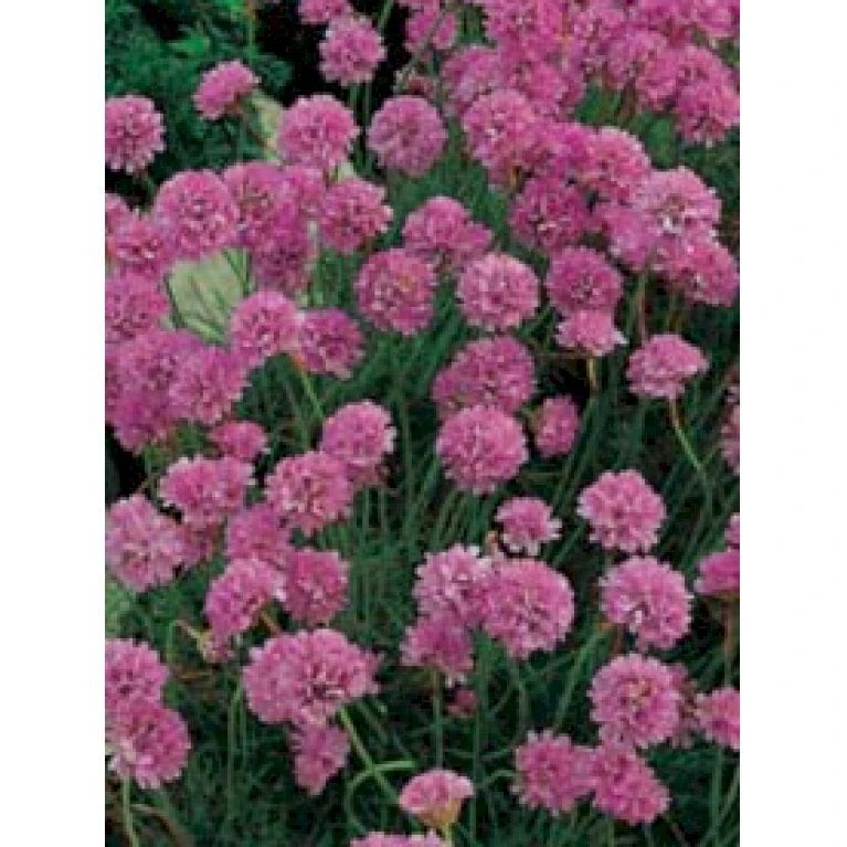 Engelsk Græs 'Rosea Compacta' Armeria Maritima 'Rosea Compacta' 10 Cm. Potte
