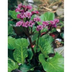 Kæmpestenbræk Bergenia Cordifolia 1 Liter Potte