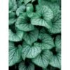 Kærmindesøster 'Jack Frost' Brunnera Macrophylla 'Jack Frost' 1 Liter Potte