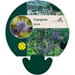 Russisk Mandstro Eryngium Planum Bakke Med 12 Stk.