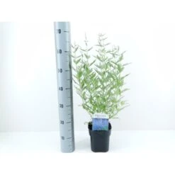 Russisk Salvie 'Blue Spire' Perovskia Atriplicifolia 'Blue Spire' Potte 2 Liter.