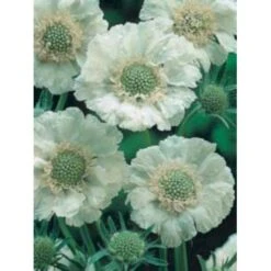 Scabiose 'Perfecta Alba' Scabiosa Caucasica 'Perfecta Alba' 1 Liter Potte