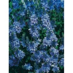 Læge ærenpris 'Allgrün' Veronica Officinalis 'Allgrün' 10 Cm. Potte