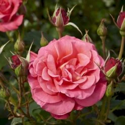 'Fabulous'™ Rosa X 'Fabulous'™ (Storblomstrende) A-Kvalitet,- Barrods Roser Min. 3 Grene