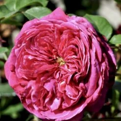 'Natalie™ Renaissance'® Rosa X 'Natalie™ Renaissance'® (Renaissancerose) A-Kvalitet,- Barrods Roser Min. 3 Grene