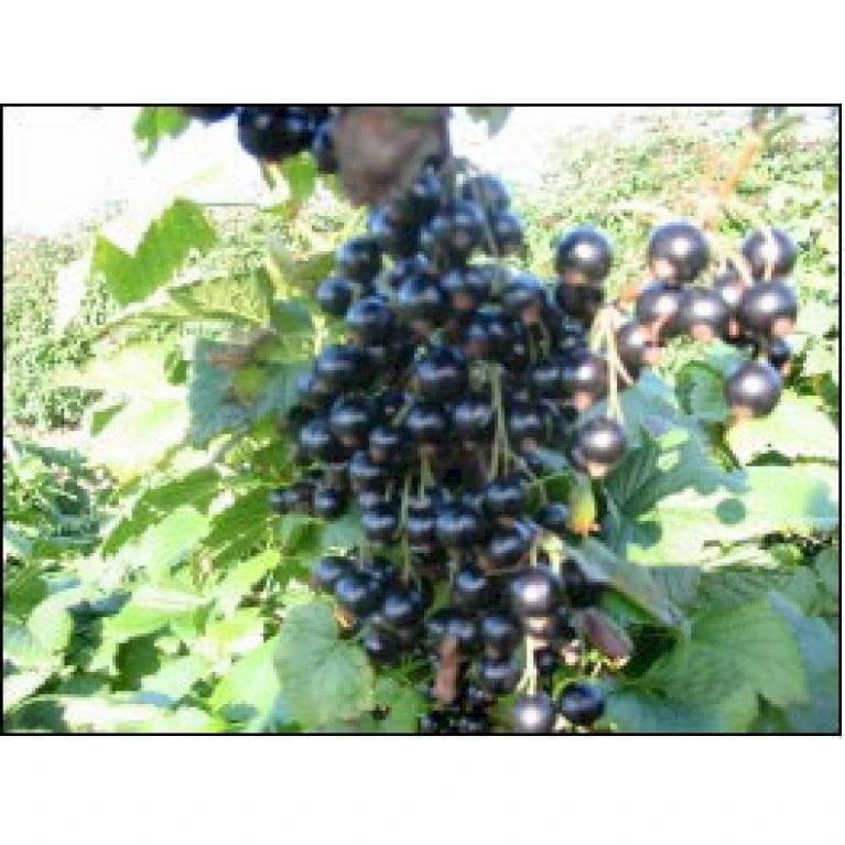 Solbær 'Narve Viking' Ribes Nigrum 'Narve Viking' 3,5 Liter Potte