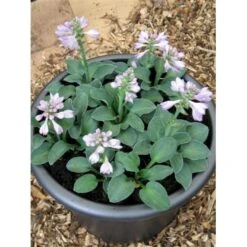 Funkia 'Blue Mouse Ears' Hosta 'Blue Mouse Ears' 1 Liter Potte