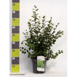 Glansdværgmispel Cotoneaster Lucidus Potte 4,0 Liter,- 50-60 Cm.