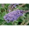 Sommerfuglebusk Buzz 'Violet' Buddleja Buzz 'Violet' 3,0 Liter Potte