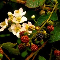Tornfri Brombær 'Black Satin' Rubus Fruticosus 'Black Satin' Opbundet Til Ca. 40 Cm., Med Potte