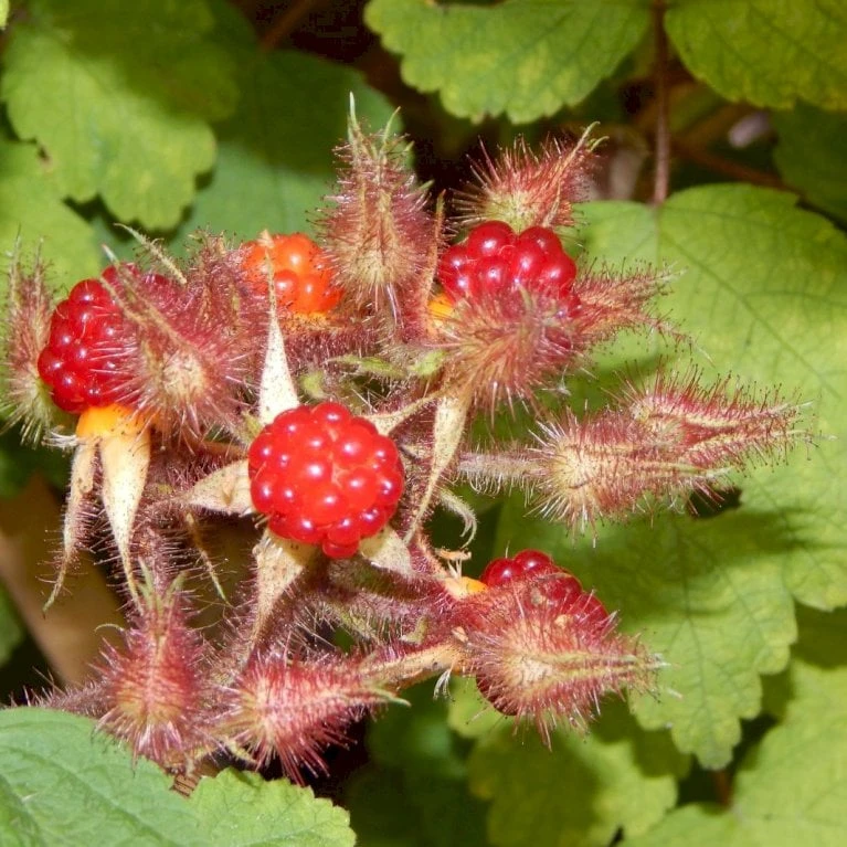 Vinbrombær Rubus Phoenicolasius Potte 2,0 Liter,- Opbundet - Billede 2
