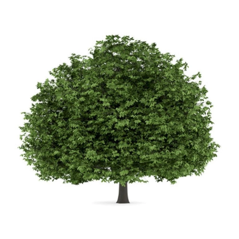 Hestekastanie Aesculus Hippocastanum Potte 12 Liter,- 150-175 Cm. - Billede 3