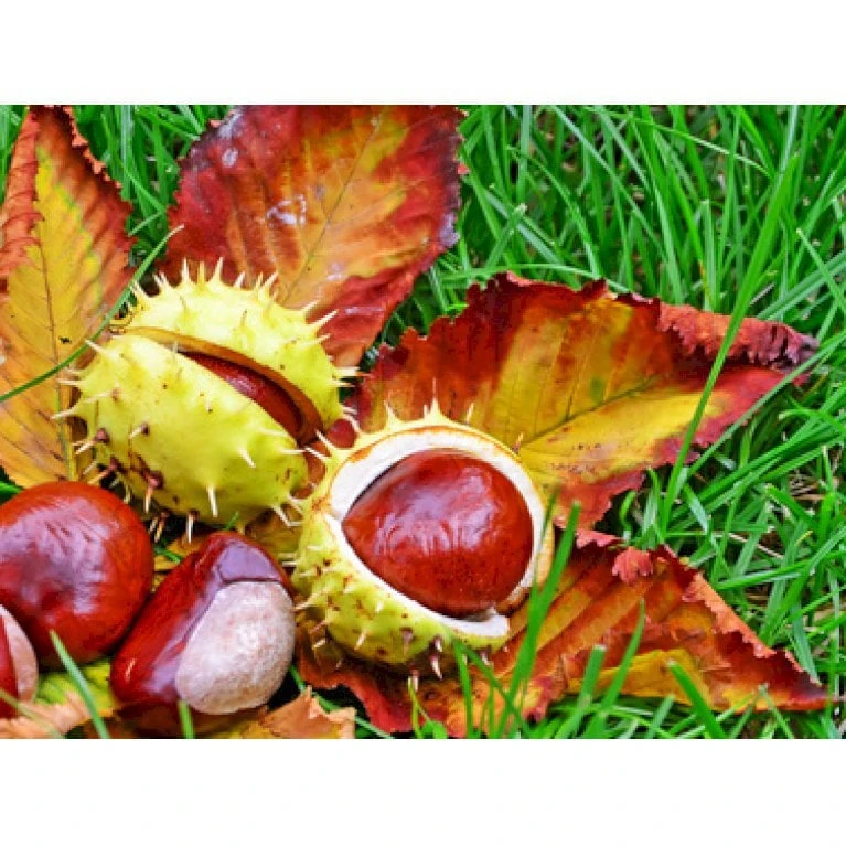 Hestekastanie Aesculus Hippocastanum Potte 12 Liter,- 150-175 Cm. - Billede 4