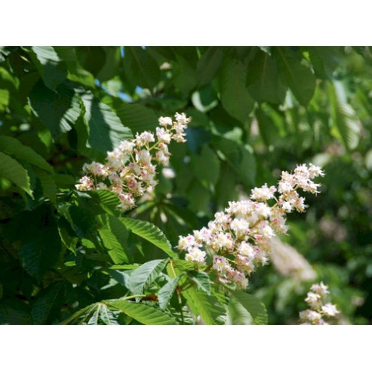 Hestekastanie Aesculus Hippocastanum Potte 12 Liter,- 150-175 Cm. - Billede 5