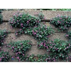 Håret Torskemund Cymbalaria Pallida 10 Cm. Potte