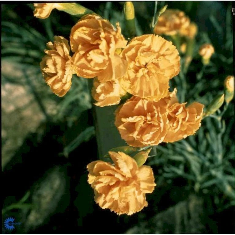 Havenellike -Gul- Dianthus Caryophyllus -gul- 10 Cm. Potte