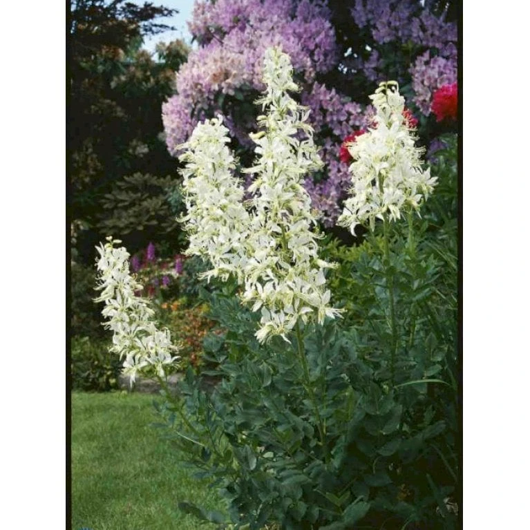 Gasplante 'Albiflorus' Dictamnus Albus 'Albiflorus' 1 Liter Potte