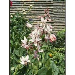 Gasplante Dictamnus Albus Var. Caucasicus 1 Liter Potte