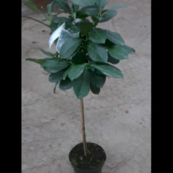 Opstammet Kirsebærlaurbær Prunus Laurocerasus 'Etna' Opstammet,- Potte 10 Liter,- 80 Cm. Stamme