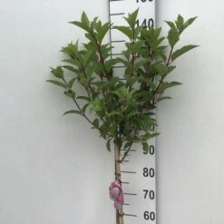 Syrén-Hortensia 'Vanille Fraise' Hydrangea Paniculata 'Vanille Fraise' Opstammet 90 Cm. 7,5 Liter Potte