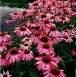 Purpursolhat Echinacea Purpurea 'Magnus' 1 Liter Potte