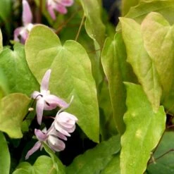Bispehue 'Violaceum' Epimedium Grandiflorum 'Violaceum' 10 Cm. Potte