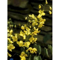 Bispehue 'Frohenleiten' Epimedium Perralchicum 'Frohenleiten' 10 Cm. Potte