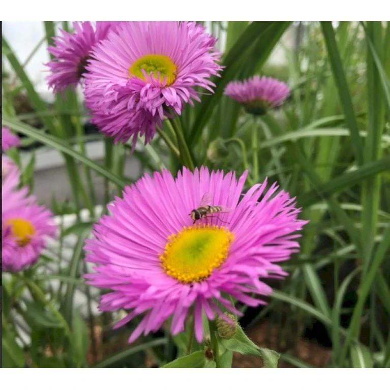 Bakkestjerne 'Rosa Juwel' Erigeron Hybrid 'Rosa Juwel' 1 Liter Potte