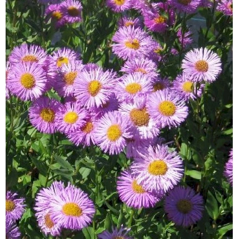 Bakkestjerne 'Rosa Juwel' Erigeron Hybrid 'Rosa Juwel' 1 Liter Potte - Billede 3