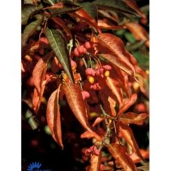 Almindelig Benved Euonymus Europaeus Solitær Busk 150-200 Cm. - Med Klump